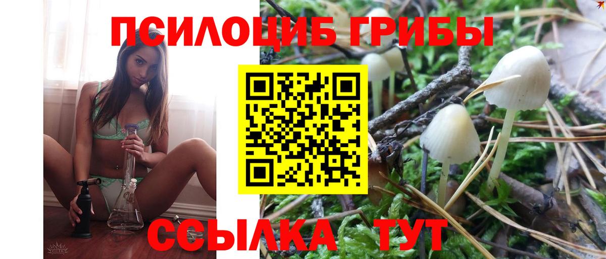 Псилоцибиновые грибы Psilocybine cubensis Унеча